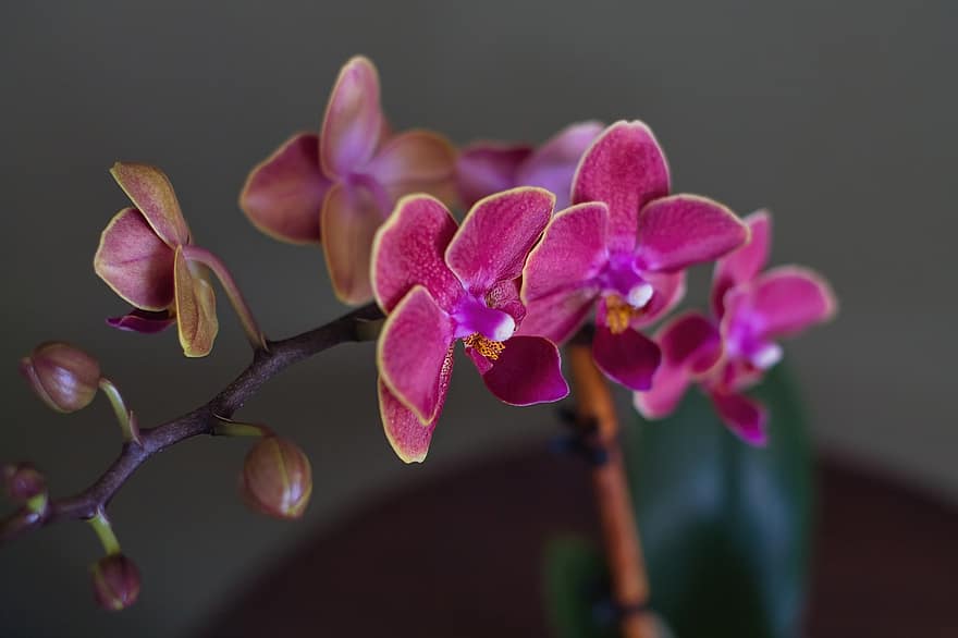 orquídea, las flores, planta, Flores rosadas, floración, brotes, planta de casa