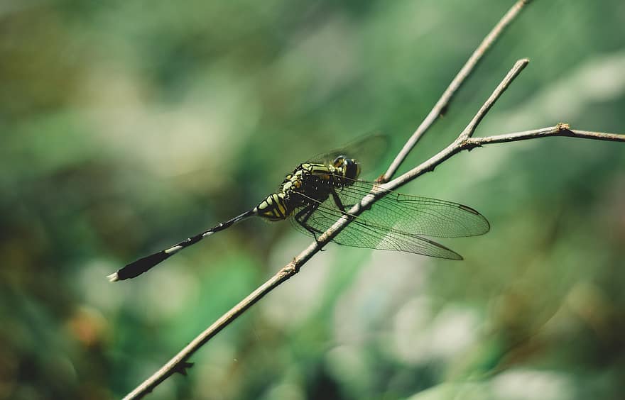 ejderha sineği, böcek, doğal, yusufçuk, doğa, Ejderha, sinek, kanatlar, yaban hayatı, hayvan, kanat
