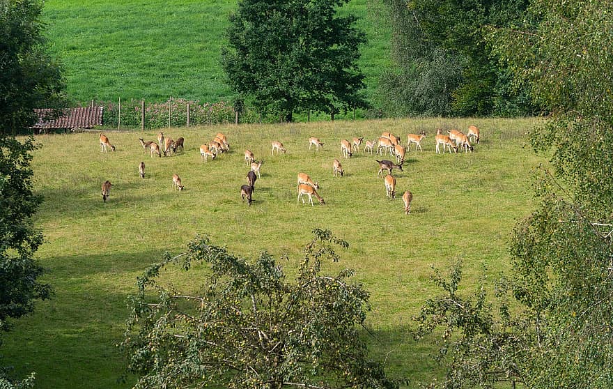 hjort, paddock, dyreliv, ranch, pattedyr, dyr, hjortedyr, rød Hjort, høst hjorte, ødemark