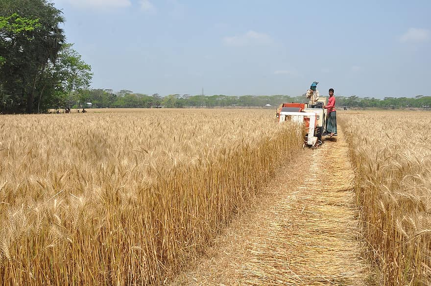Žemdirbystė, laukai, ūkis, ūkininkavimas, kvieciai, kviečių laukai, derliaus nuėmimas, Žemės ūkio traktorius, ūkininkai, Bangladešas, kaimas