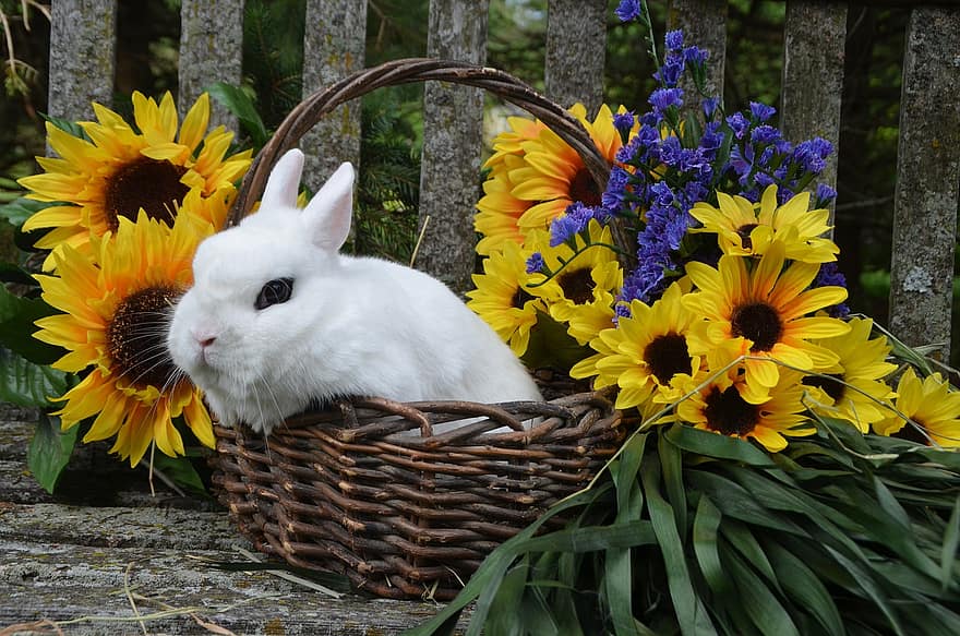 zvíře, králičí, savec, druh, fauna, Králíček, velikonoční, košík, květ