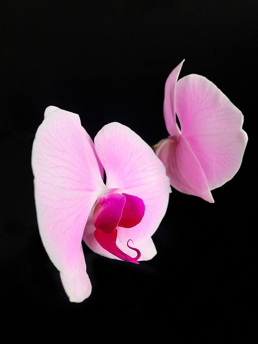 orquídea, las flores, planta, floreciente, flora, flor, pétalo, de cerca, cabeza de flor, color rosa, hoja
