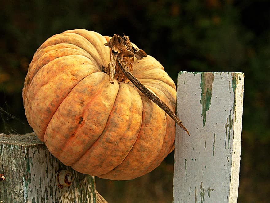 野菜、かぼちゃ、収穫、ハロウィン、オーガニック、季節の、栄養素、秋、木材、10月、農業