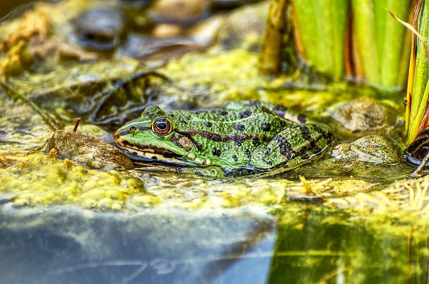 Frosch, Teich, Wasser, Amphibie, grüner Frosch, Natur, Tier, Tierfotografie, Tierwelt