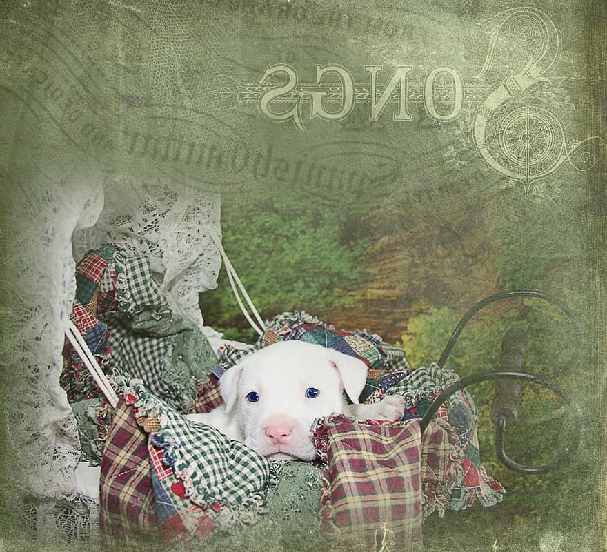 Puppy, Cute, White, Pit Bull, Pitbull, Lullaby, Songs, Baby Carriage, Pram, Stroller, Green