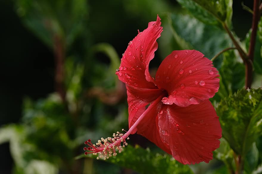 czerwony kwiat, czerwony hibiskus, poślubnik, kwiat, flora, ogród