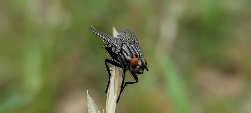 insekt, fly, entomologi, makro, vinger, nærbilde, grønn farge, flue, dyr i naturen, liten, dyrfløyen