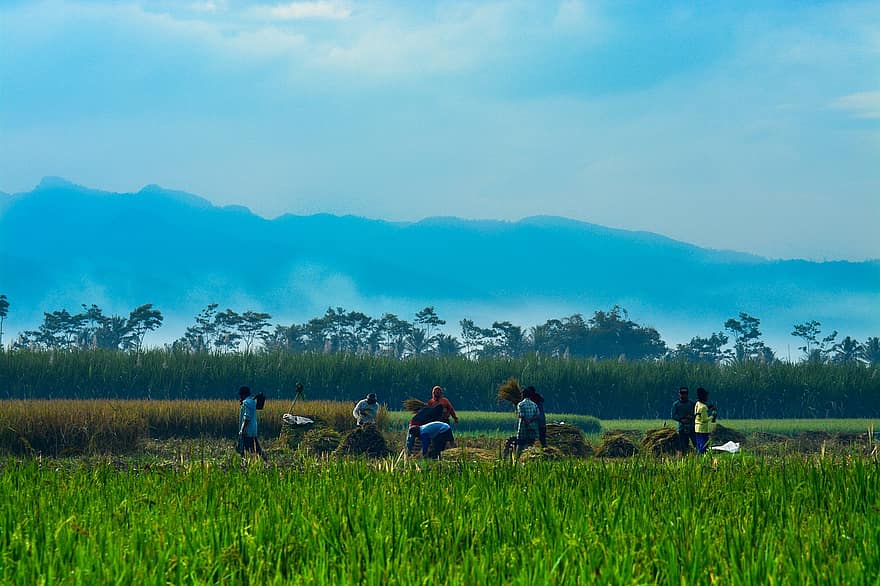 tanya, hántolatlan rizs, rizs, mező, zöld, Ázsia, mezőgazdaság, aratás, mezőgazdasági, Vág, természetes