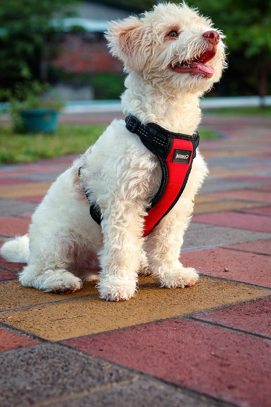 Dog, Puppy, Pet, Toy Poodle, Animal, Pup, Young Dog, Domestic Dog, Canine, Mammal, Cute
