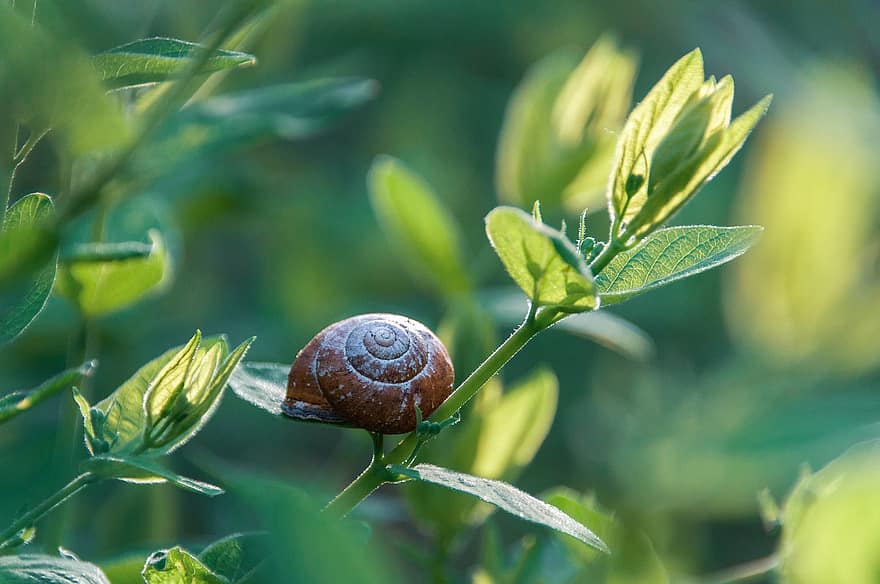 Snail, Plants, Invasive Species, Pest Control