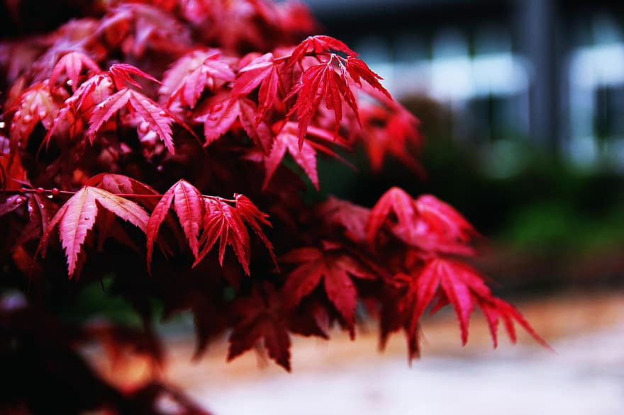 liście klonu, mieszanie kolorów, Kolor czerwony, jesień, liść, drewno