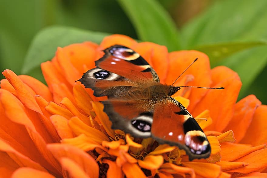 insect, entomologie, vlinder, bestuiving, bloem, bloeien, bloesem, pauw vlinder, zinnia, detailopname, multi gekleurd