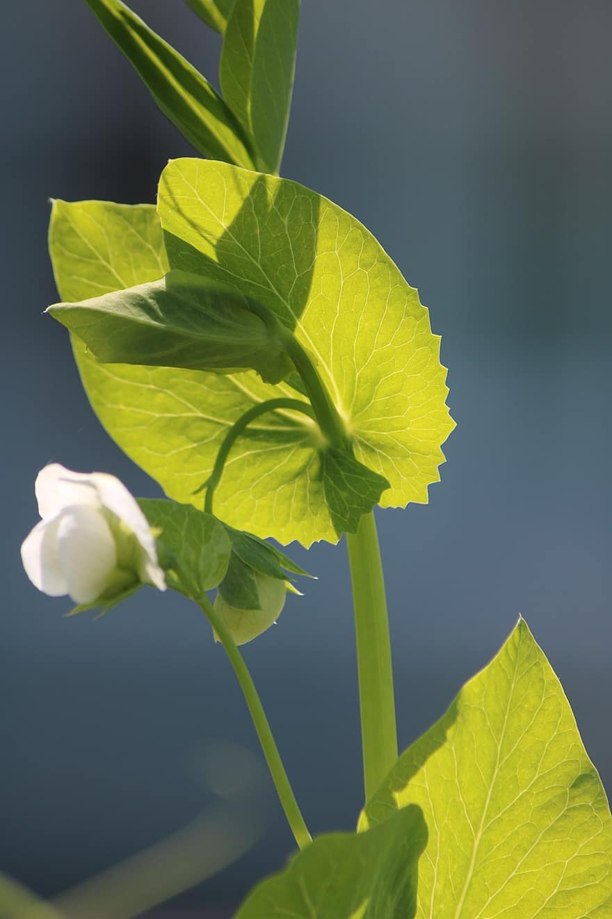 ИМ, Fleur De Pois, бобово растение, Flore