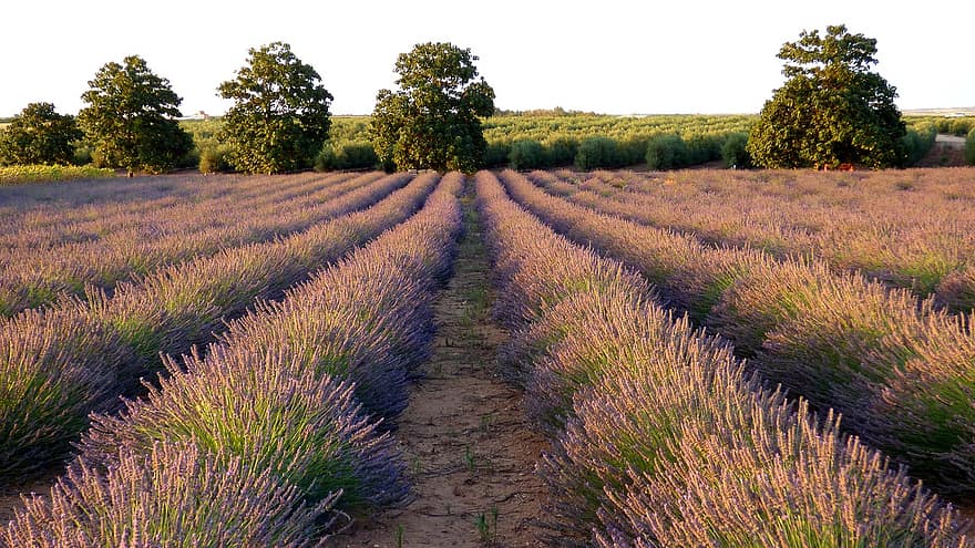 Lavender, Field, Flowers