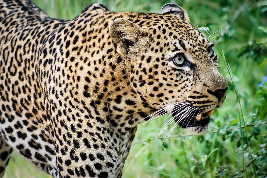 leopardo, animal, mamífero, depredador, fauna silvestre, safari, zoo, naturaleza, fotografía de vida silvestre, desierto, de cerca