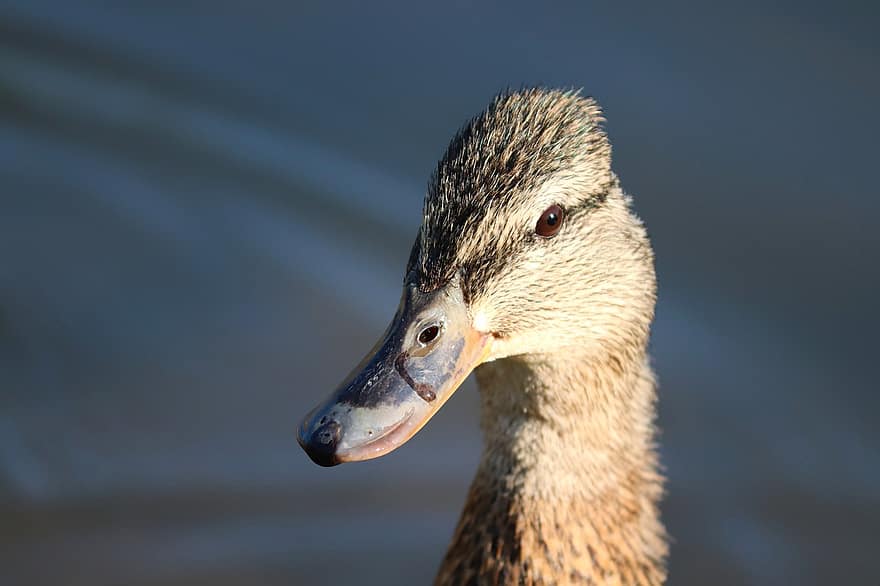 Duck, Female, Mallard, Water Bird, Bird, Animal, Nature, Feather, Bill, Portrait, Close Up