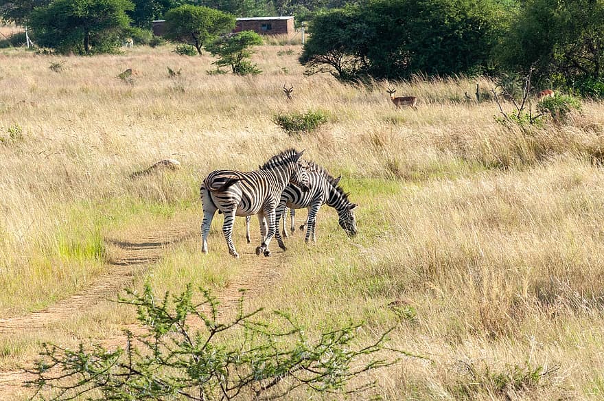 zebraer, dyr, safari, pattedyr, heste-, dyreliv, vild, fauna, ødemark, natur, Afrika