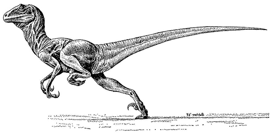 Deinonychus, dinozor, prehistorik, soyu tükenmiş, hayvan, sürüngen, fosil, koşu, fırıncı, paleontoloji, velociraptor
