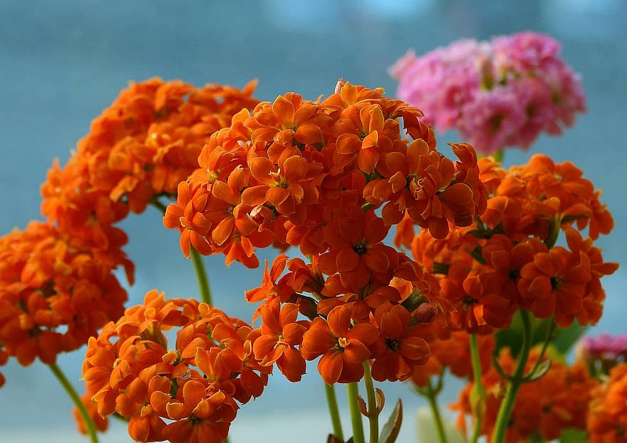 Лантанас, квіти, помаранчеві квіти, пелюстки, апельсинові пелюстки, цвітіння, флора, рослини