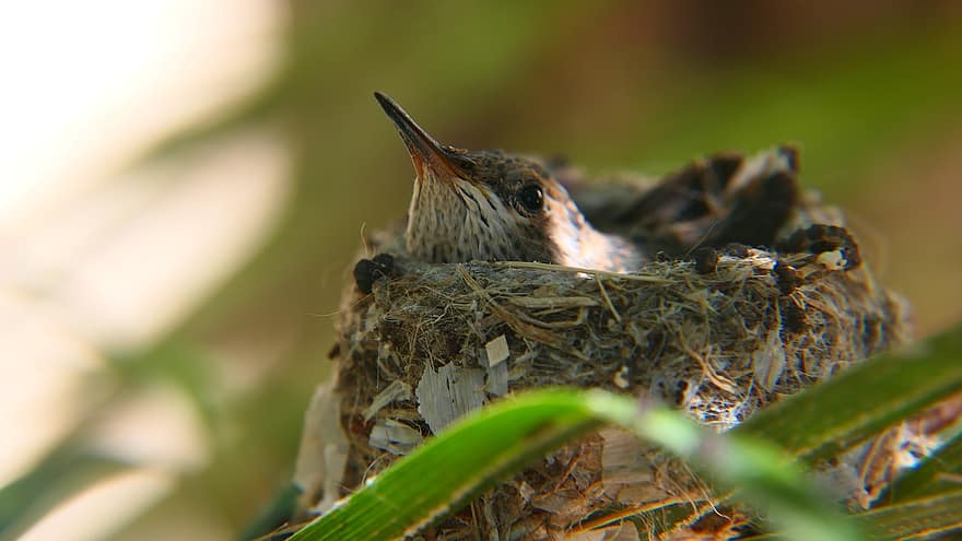 baby, kolibrie, nest, vogel, bek, klein, veren, wild, gevederte, schattig, detailopname