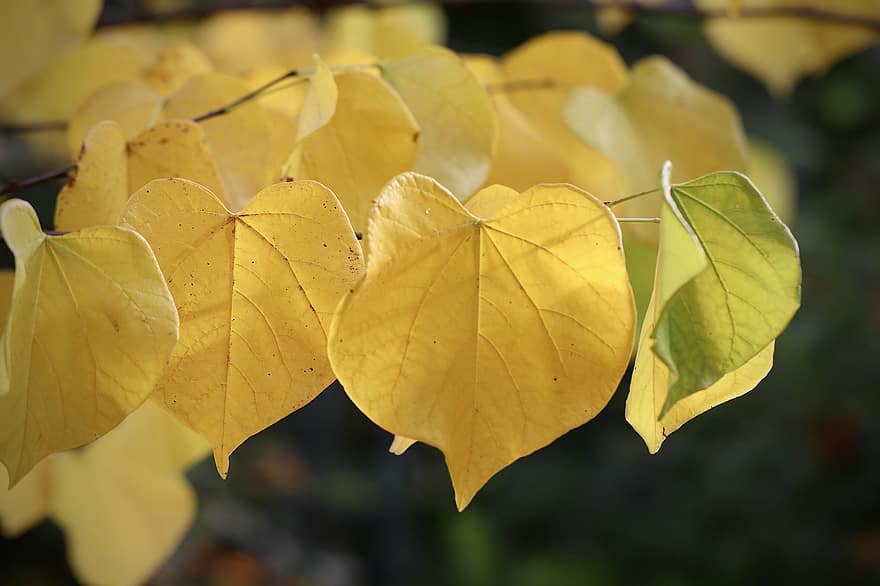 свистячі вітри, повзучість, осіннє листя, ліан, Aristolochia Macrophylla, осінь, листя, листя восени, осінні кольори, осінній сезон, опале листя