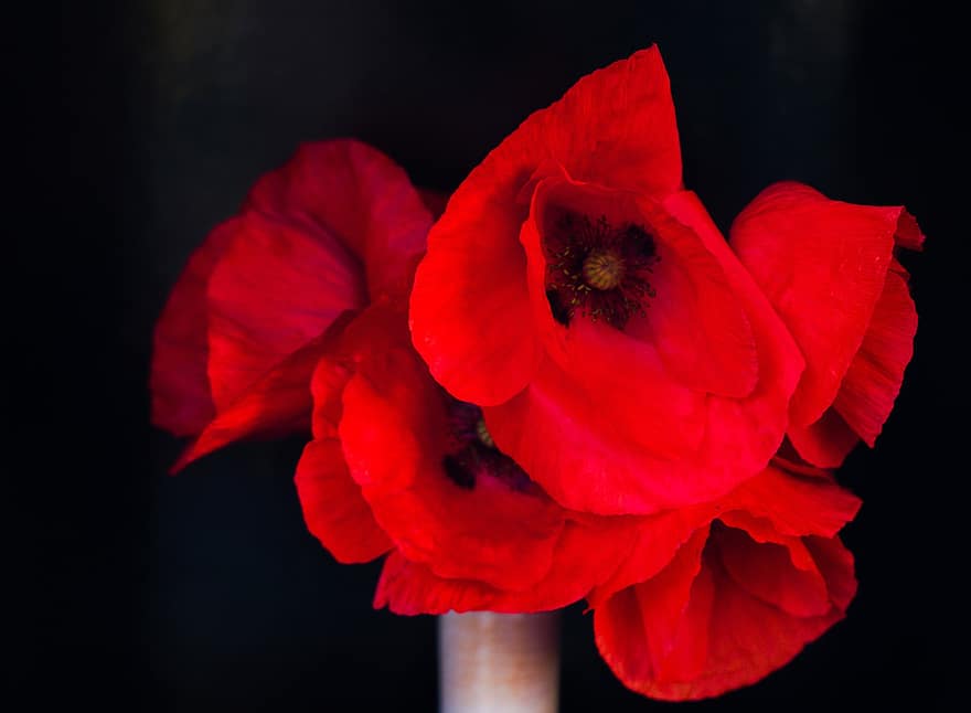 rosella, flors, gerro, rosella vermella, camp de rosella, flors vermelles, pètals, florir, fosc, decoratiu, decoració
