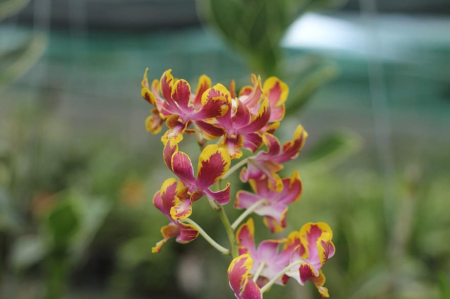 moth orkidé, orkide, Røde Og Gule Blomster, blomster, hage, natur, anlegg, nærbilde, blad, blomst, blomsterhodet