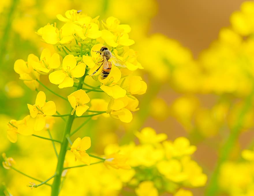 fleur, abeille, pollinisation, insecte, entomologie, la nature, fleurs de colza, jaune, été, printemps, plante