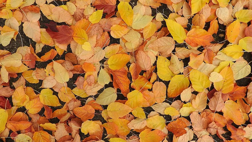 lapai, ruduo, spalvingi lapai, fonas, pobūdį, nukritę lapai, rudenį, lapija, geltona, sezoną, kelių spalvų