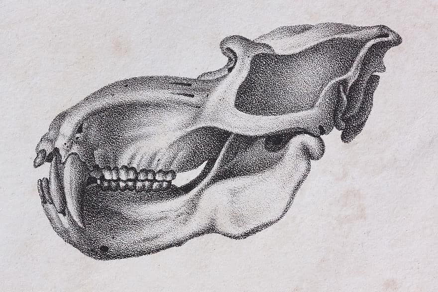 crâne, crâne et os croisés, mandrill, OS, squelette, représentation, encre de chine, Technologie de pointe, dessin à la plume et à l'encre, vieux, papier