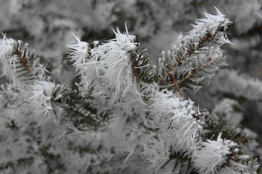 Fichtenzweige, Raureif, Winter, Eis, Kristalle, Frost, kalt, Schnee, Natur, Nahansicht, Nadelbaum