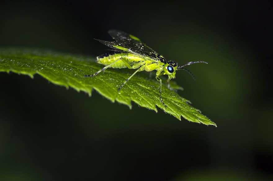bug verde, rhogogaster viridis, erva, folha, isolado, Caçando, Estônia, verão, parasita, erro, animais selvagens