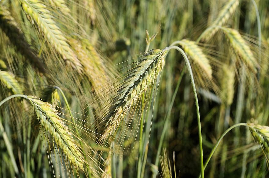 пшеница, епи, култура, природа, жътва, селско стопанство, поле, зърнени храни, храна, мощност, растение