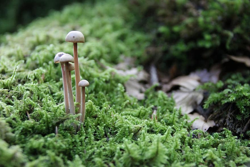 Mushroom, Moss, Forest, Nature, Green, Small, plant, close-up, green color, fungus, growth