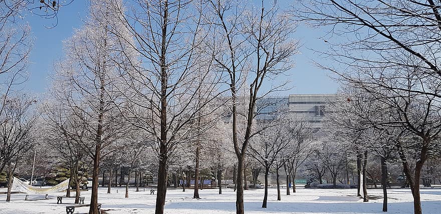 Suvonas universitāte, Dienvidkoreja, ziemā, sniegs, koks, ledus, arhitektūra, sezonā, pilsētas dzīve, filiāle, ēkas ārpuse