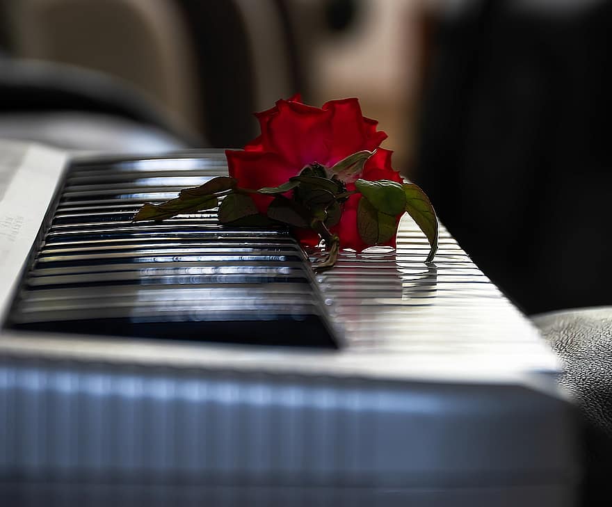 Raudona roze, gėlė, fortepijonas, raktai, klaviatūra, romantiškas, šventė, atsiminimai, spalvinga, meilė, romantika