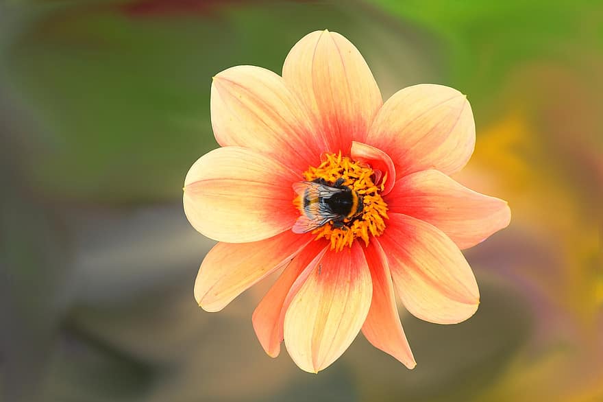 георгин, цветок, цвести, цветение, насекомое, пчела, цветок георгина