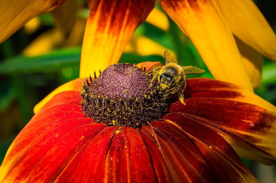 蜂、昆虫、花、動物、ルドベキア、コーンフラワー、咲く、開花植物、観賞用植物、工場、フローラ