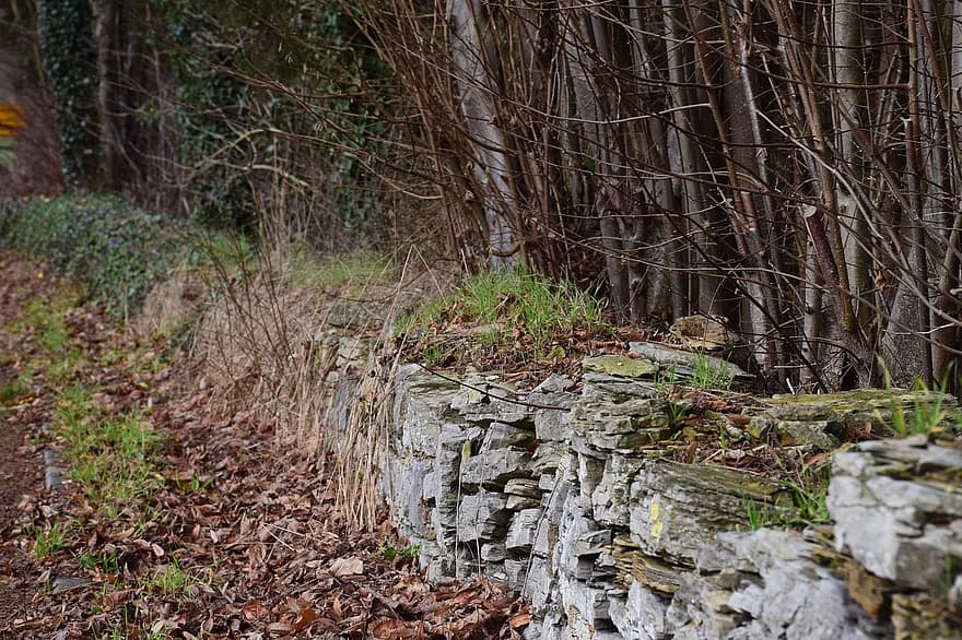 벽, 돌, 늙은, 건축물, 중세, 역사적인, 숲, 나무, 잎, 가을, 채색