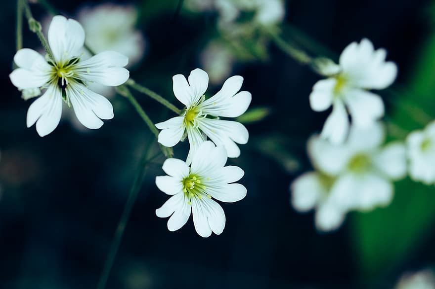 λουλούδι, καλοκαίρι, φύση, άνθος, πιο ζεστό, λευκό