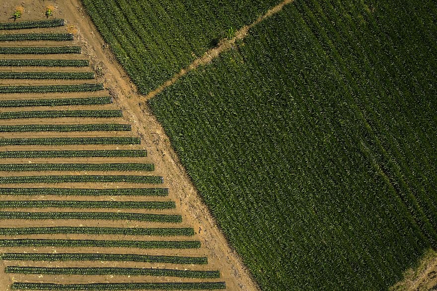 plantage, farm, ananas, landbouw, planten, Ananasteelt, luchtfoto, Caquetá, huila