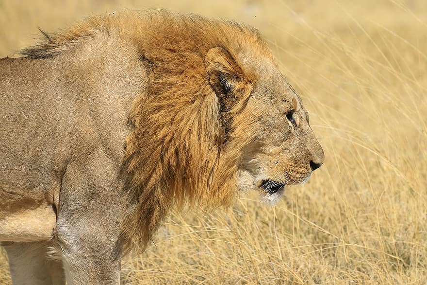 Lion, animal, Prairie, mammifère, gros chat, animal sauvage, faune, région sauvage, prairie, la nature, parc national d'etosha