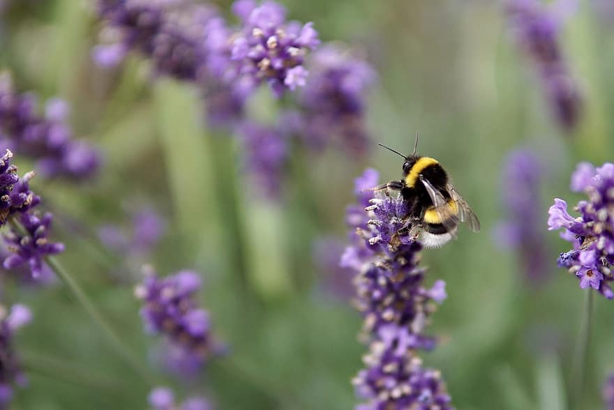 Hummel, ape, insetto, macro, polline, natura, miele, fiorire, fioritura, nettare, volante