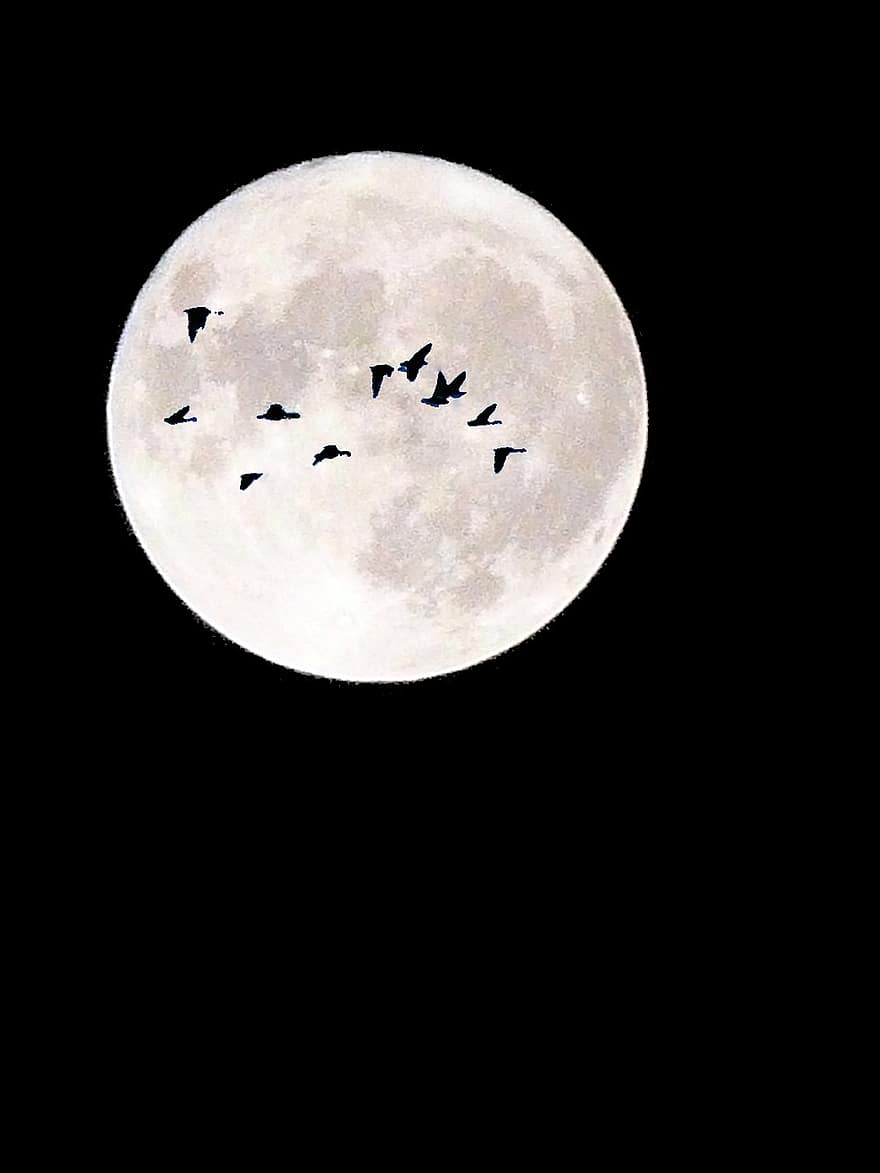 Luna, Luna piena, uccelli, cielo, cielo notturno, lunare, chiaro di luna, notte, scenario, cielo nero, cielo scuro