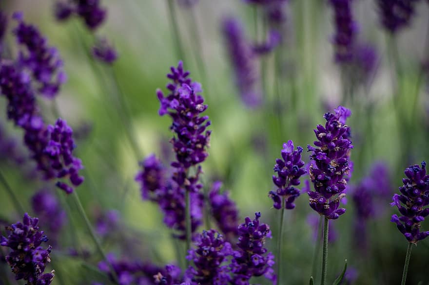 lavenders, ดอกไม้, ทุ่งลาเวนเดอร์, ดอกไม้สีม่วง, เบ่งบาน, ดอก, พฤกษา, ช่อดอก