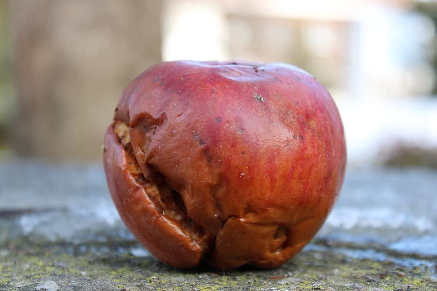 яблоко, фрукты, гнилой, питание, красное яблоко, природа, крупный план, свежесть, осень, органический, здоровое питание