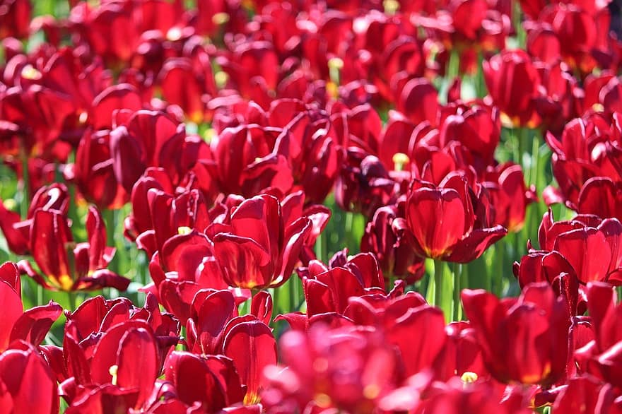 červené tulipány, květ, tulipány, moře květin, zahrada, okvětní lístky, Příroda, zblízka, jaro, tulipán, rostlina