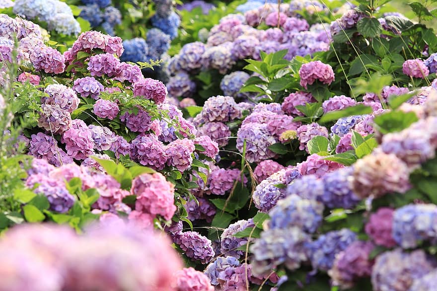 hoa cẩm tú cầu, những bông hoa, vườn, cánh hoa, hoa, hệ thực vật, cây, cây tú cầu, bông hoa, mùa hè, màu tím