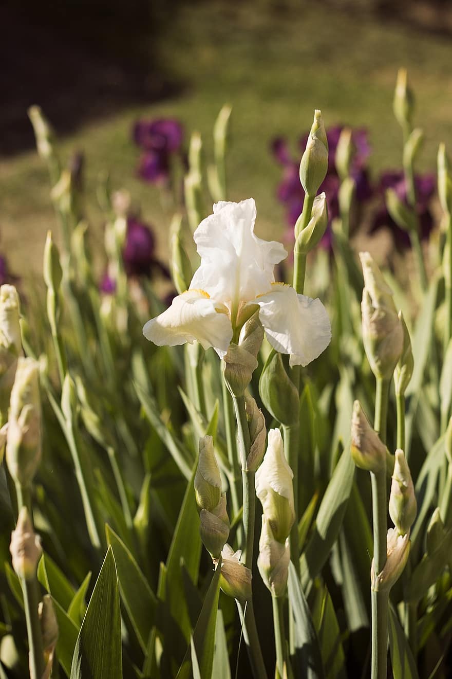 Iris, Flowers, Beauty, Garden