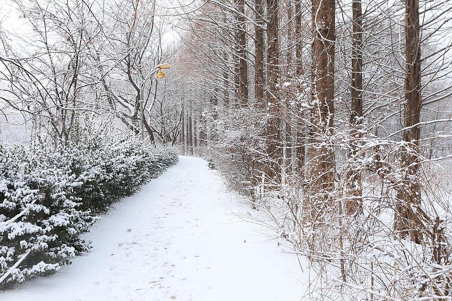 väg, snö, vinter-, träd, spår, parkera, snödriva, skog, trän, kall, frost
